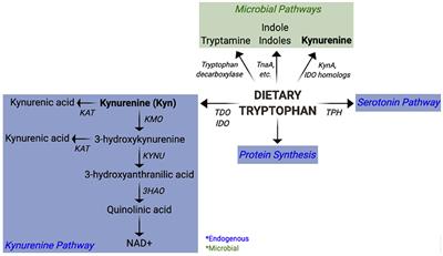 Intestinal Dysbiosis and Tryptophan Metabolism in Autoimmunity